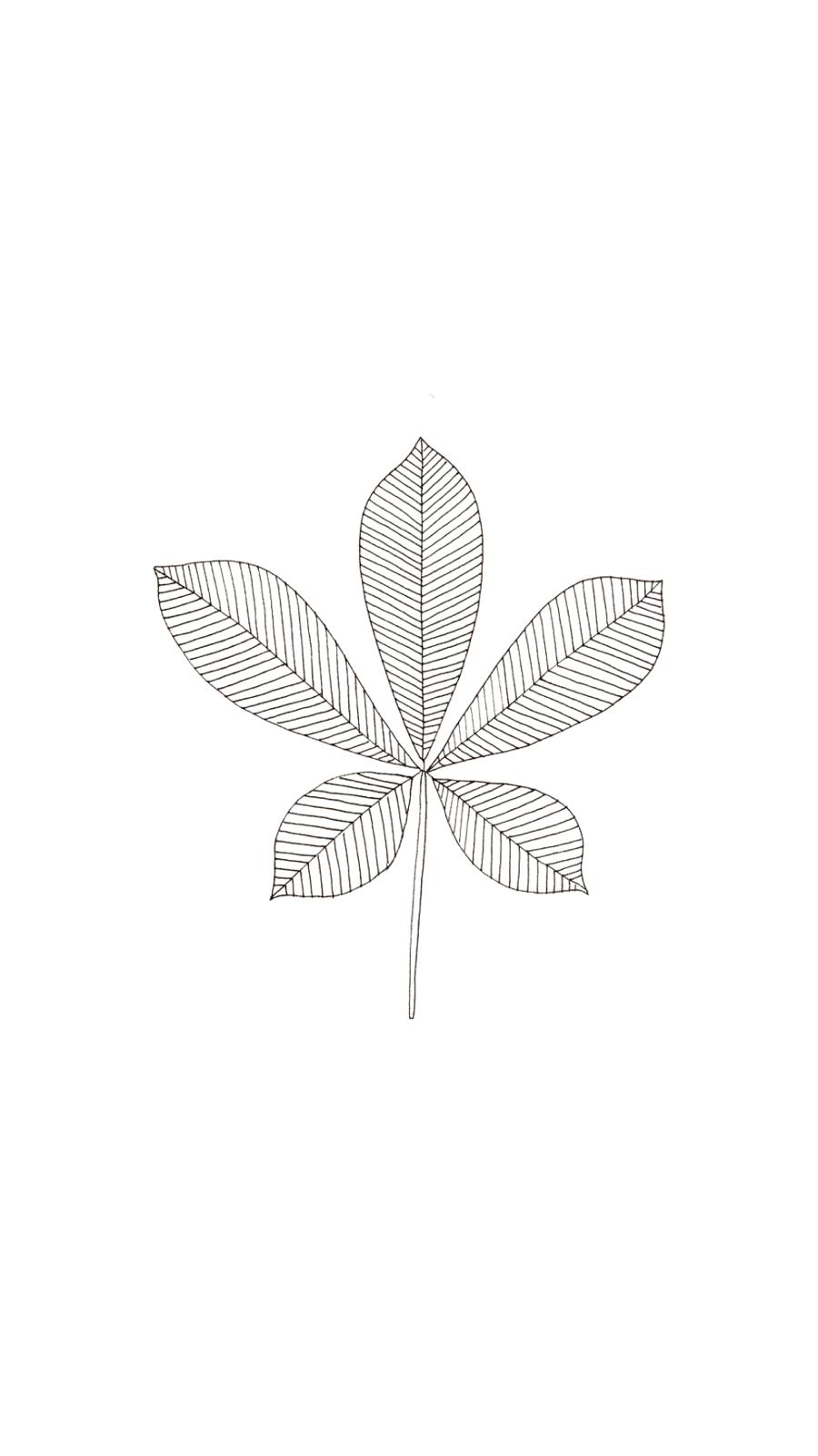 Feuille de sauge