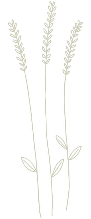 Feuille de lavande