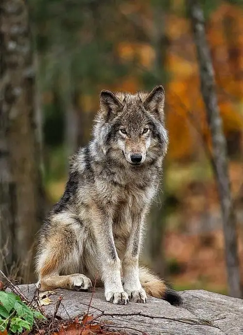 Les loups du parc de Chabrières